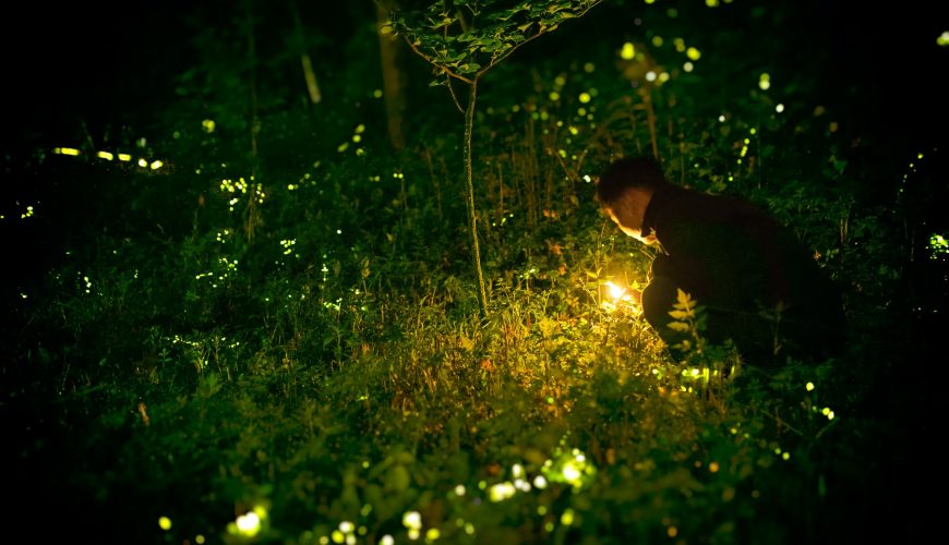bhandardara fireflies